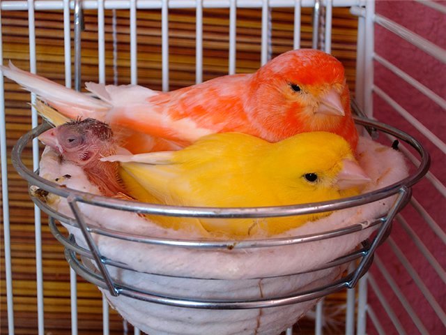 Содержание канареек и уход за ними в Ивделе