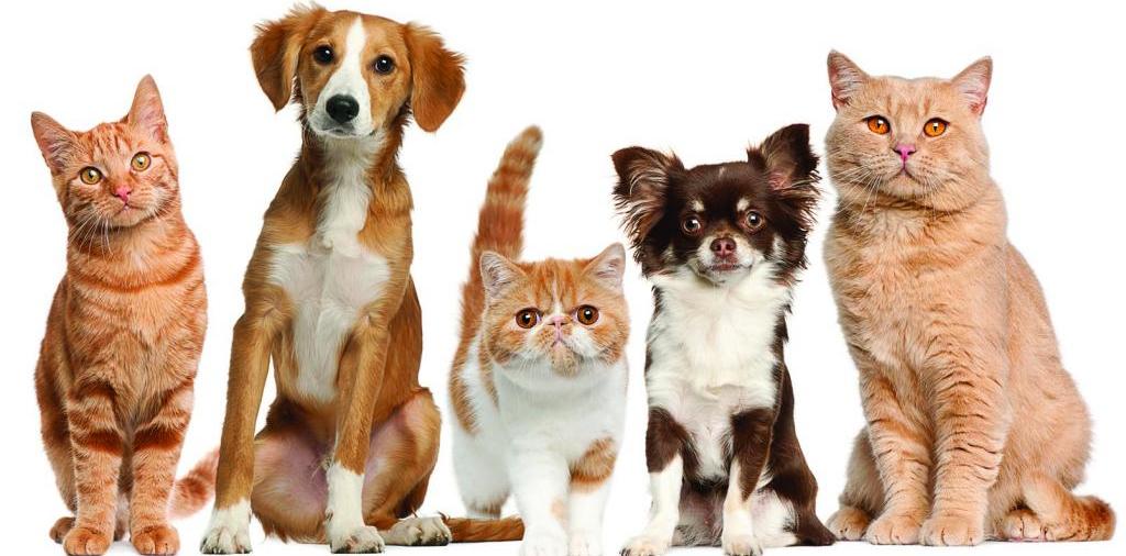 Доска объявлений о животных | ЗооТом - продажа, вязка и услуги для животных в Ивделе
