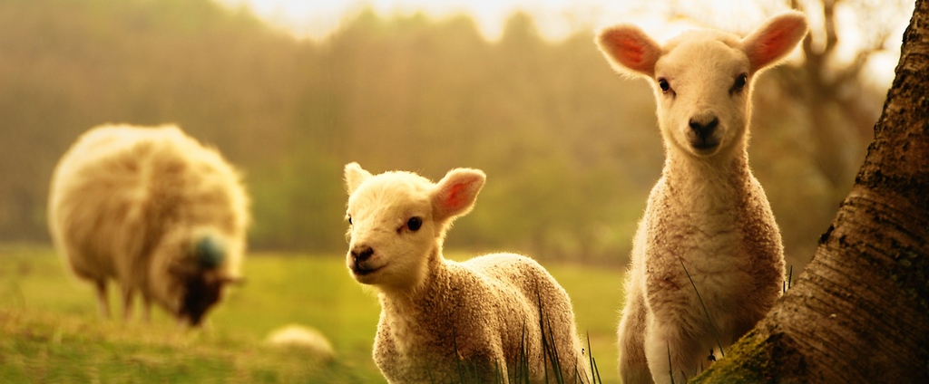 Объявления о сельскохозяйственных животных | ЗооТом - продажа, вязка и услуги для животных в Ивделе