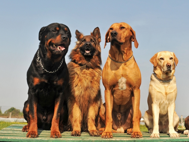 Крупные породы собак в Ивделе | ЗооТом портал о животных